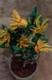 Flower Gardening